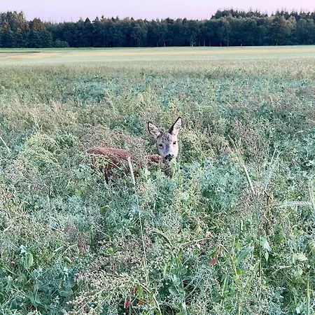 Hotel Under Canvas Bornholm *